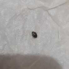 Überprüfen Sie das Bild - Strawberry Gum Auto Feminised Seeds