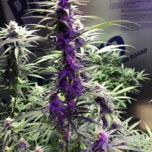 Review Image - Royal Gorilla Feminised Seeds