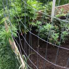 Review Image - Critical Skunk Regular Seeds - 18