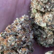 Image de révision - OGKZ Feminised Seeds