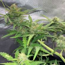 Review Image - Green-O-Matic Auto Feminised Seeds