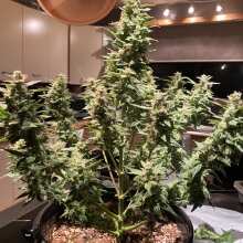 Review Image - Glue Auto Feminised Seeds (formerly Gorilla Glue)