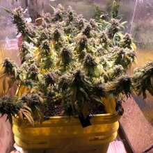 Review Image - Blue Cheese Auto Feminised Seeds