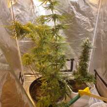 Review Image - Strawberry Cheesecake Auto Feminised Seeds