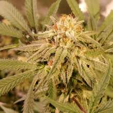 Review Image - Peyote Gorilla Feminised Seeds