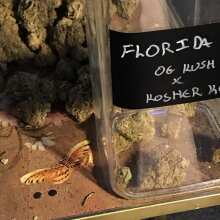 Review Image - Florida Gold Feminised Seeds