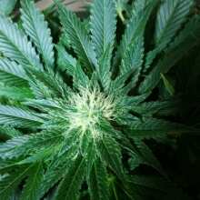 Review Image - Northern Lights Feminised Seeds - 5