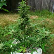 Review Image - Glue Auto Feminised Seeds (formerly Gorilla Glue)