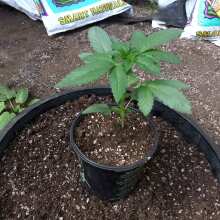 Review Image - Bruce Banger Feminised Seeds