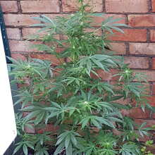 Review Image - Quick One Auto Feminised Seeds