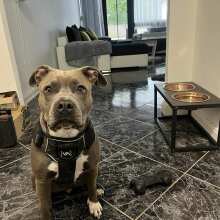 Überprüfen Sie das Bild - Extreme Bone: Robustes, Naturkautschuk Kau-Spielzeug für Hunde mit Beef-Duft, BPA- und Giftstofffrei