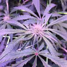 Überprüfen Sie das Bild - Bubba Kush Auto Feminised Seeds