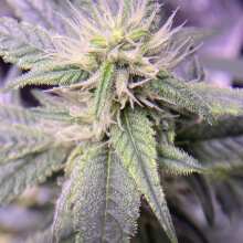 Review Image - Peyote Wi-Fi Feminised Seeds