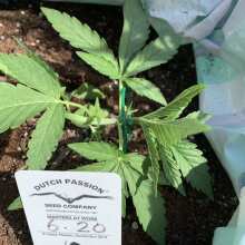 Review Image - Ultimate Auto Feminised Seeds