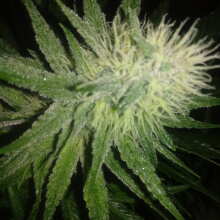 Review Image - Lithium OG Kush Feminised Seeds - 5
