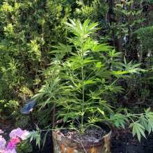 Review Image - Super OG Kush Auto Feminised Seeds