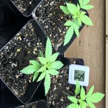 Review Image - Wedding Cake S1 Feminised Seeds