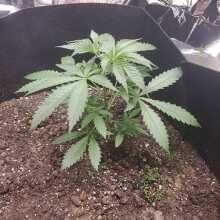 Image de révision - Panama Lime Super Auto Feminised Seeds - 3