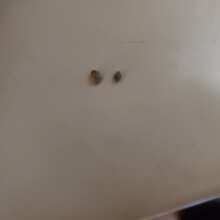 Review Image - 78 Feminised Seeds (Gold Collection) - 6