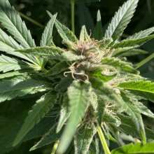 Image de révision - Hashplant #4 Regular Seeds - 11