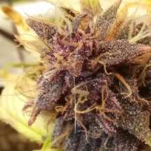 Review Image - Purple Kush CBD 1:1 Auto Feminised Seeds