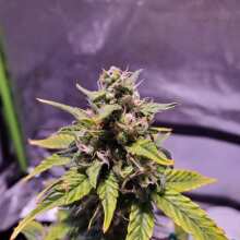 Review Image - American Pie Auto Feminised Seeds