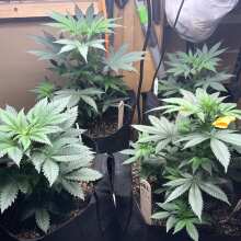 Review Image - Gelat.OG Feminised Seeds