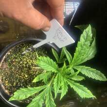 Image de révision - Braincake Feminised Seeds