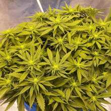 Review Image - Jack Herer Feminised Seeds