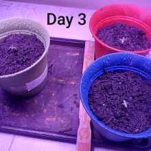 Review Image - Kosher Sorbet Feminised Seeds (Sorbet Collection)