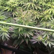 Review Image - Budzilla Feminised Seeds