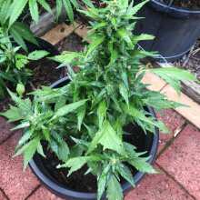 Review Image - Duck Auto Feminised Seeds