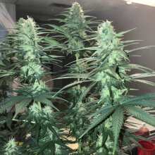 Image de révision - Skunk #1 Regular Seeds - 10
