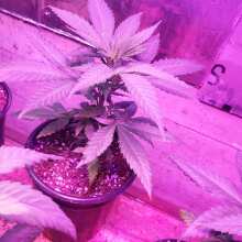 Review Image - AK48 Feminised Seeds - 5