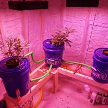 Review Image - Dosi Auto Feminised Seeds - 5