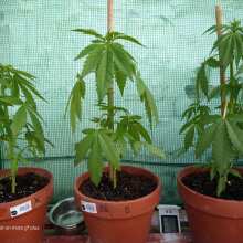 Review Image - Pineapple Express Auto Feminised Seeds - 5