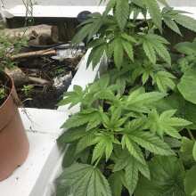 Review Image - Badazz OG Cheese Feminised Seeds