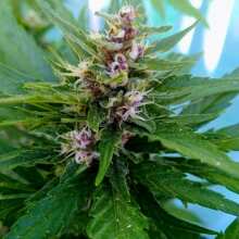 Review Image - Jack Herer Auto Feminised Seeds