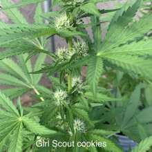 Review Image - Girl Scout Cookies Feminised Seeds