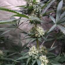 Review Image - Northern Lights Feminised Seeds