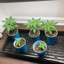 Review Image - Bay 11 Regular Seeds - 10