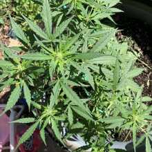 Überprüfen Sie das Bild - Lemon Haze Auto Feminised Seeds