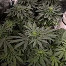 Image de révision - Peach Puree CBD Feminised Seeds - 5