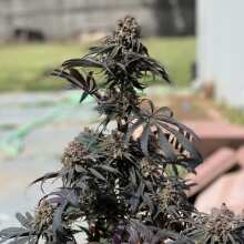 Review Image - Critical Purple Kush Feminised Seeds