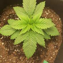 Review Image - Chemdawg Feminised Seeds