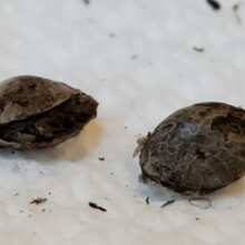 Review Image - Diesel Tangie (formerly Heaven's Fruit) Feminised Seeds