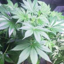 Review Image - Red Mandarine F1 FAST Feminised Seeds