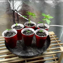 Review Image - Northern Lights Feminised Seeds