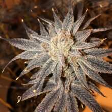 Review Image - Peyote Gorilla Feminised Seeds