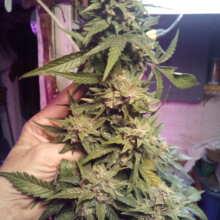 Review Image - Semi Mix Auto Regular Seeds - 6